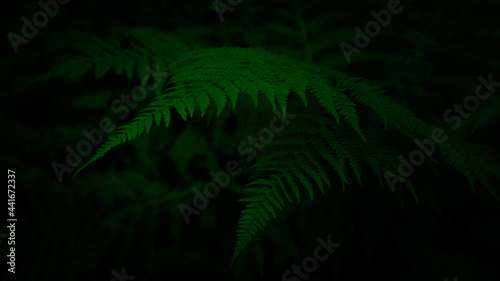 Fototapeta Naklejka Na Ścianę i Meble -  Bright green ferns in the rainforest
