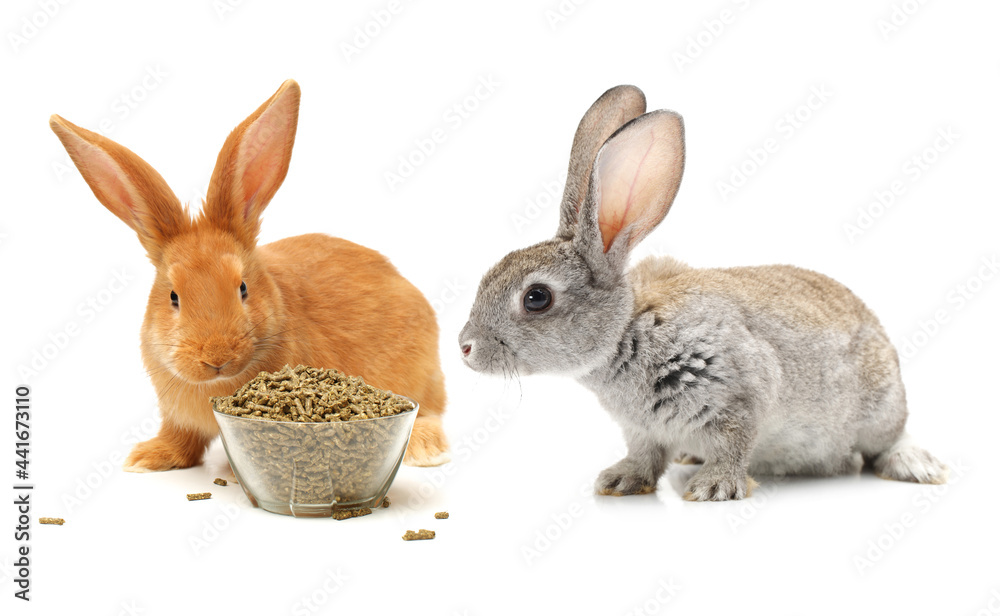 rabbits isolated on white background rabbits isolated on white background