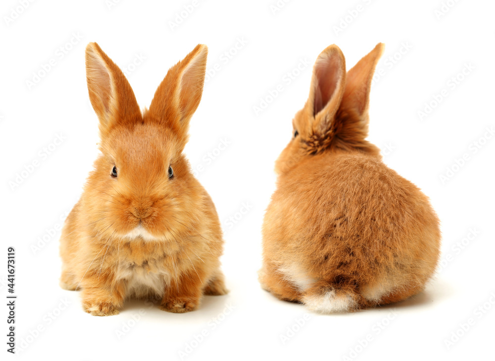 Naklejka premium rabbits isolated on white background 