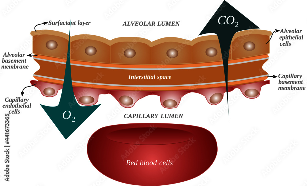 Structure and diffusion of respiratory gases through the Alveolar