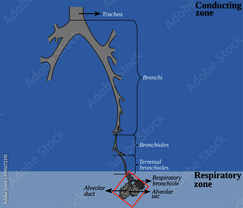 The tracheobronchial tree is the branching tree of airways