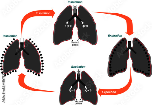 Breathing cycle-A respiratory cycle is one sequence of inspiration and expiration that involves changes in pressure, lung volume and airflow