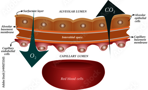 Structure and diffusion of respiratory gases through the Alveolar-Capillary membrane (or blood-air barrier) photo