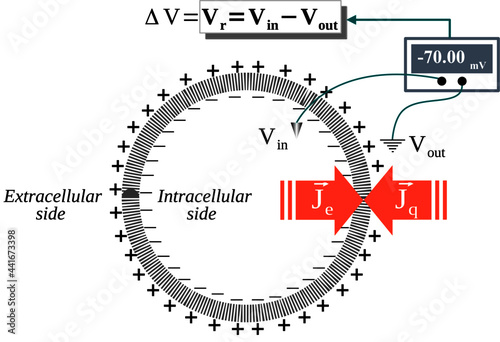 The Resting membrane potential is due to cancellation and opposition of the chemical and electrical flows