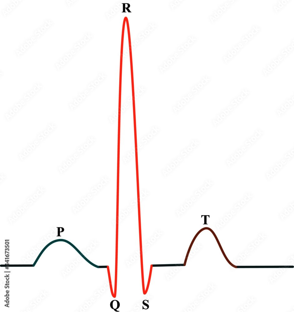 The normal electrocardiography in humans Heartbeat line Stock Vector Adobe Stock