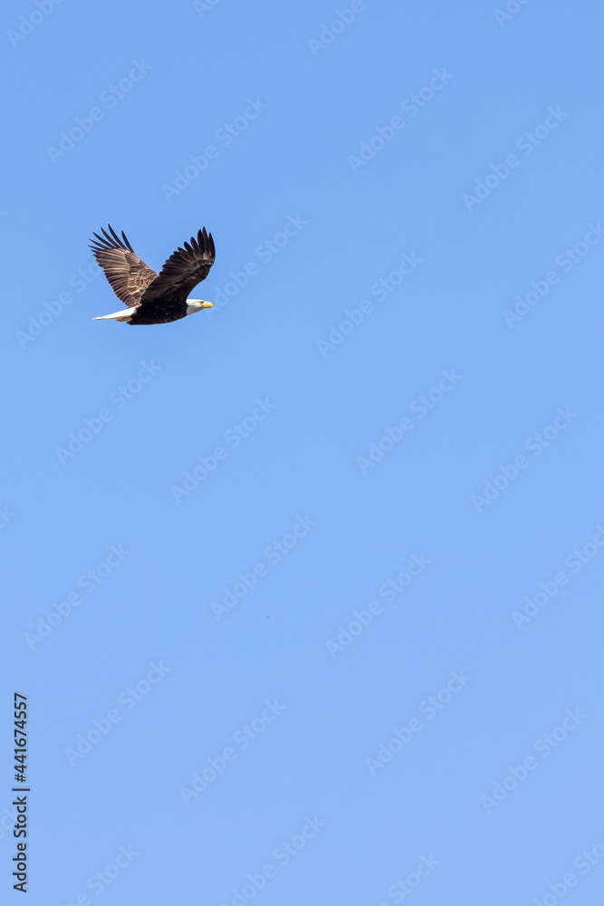 Obraz premium bald eagle soaring high above the tree tops