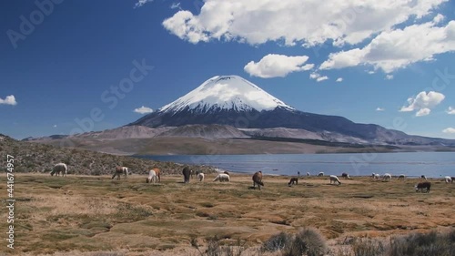 Alpaca's grazing on the shore of Lake Chungara at the base of Parinacota Volcano, 6,324m high, in the Altiplano of northern Chile. photo