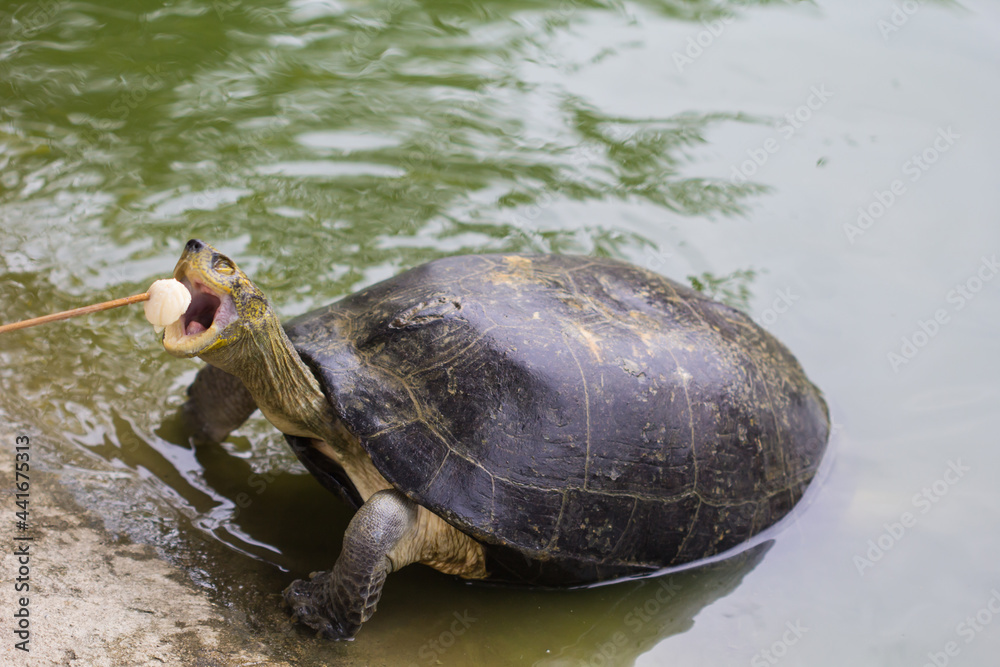 Obraz premium turtle