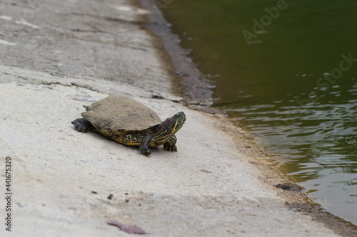 turtle photo