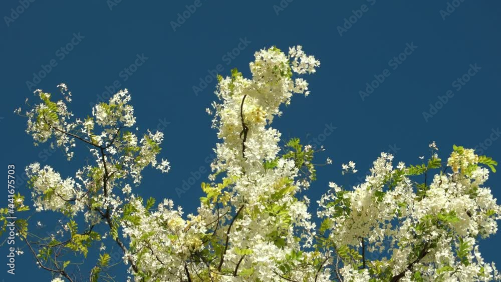 Flowers, Cassia javanica, Java cassia, pink shower, apple blossom tree and rainbow shower tree, family Fabaceae. Ainahau Triangle / Fort DeRussy Beach Park, Waikiki, Honolulu, Oahu, Hawaii