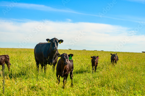 A black angus cow and calf graze on a green meadow. photo