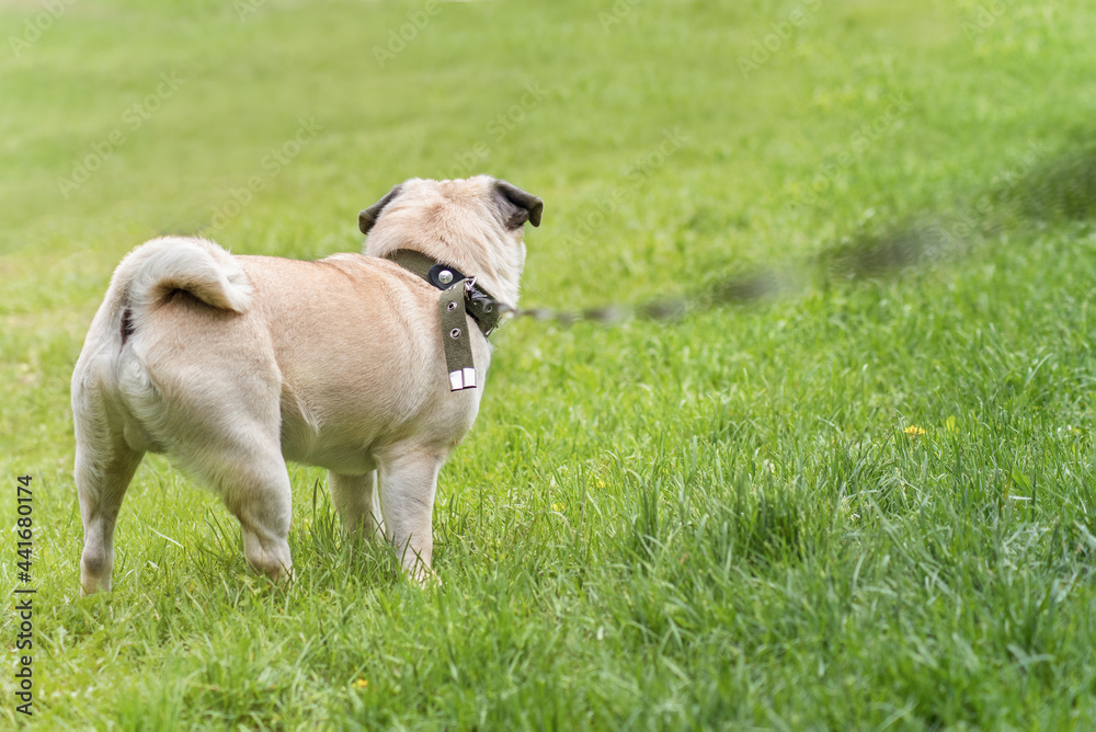 a cheerful cute pug walks in a green clearing. rear view