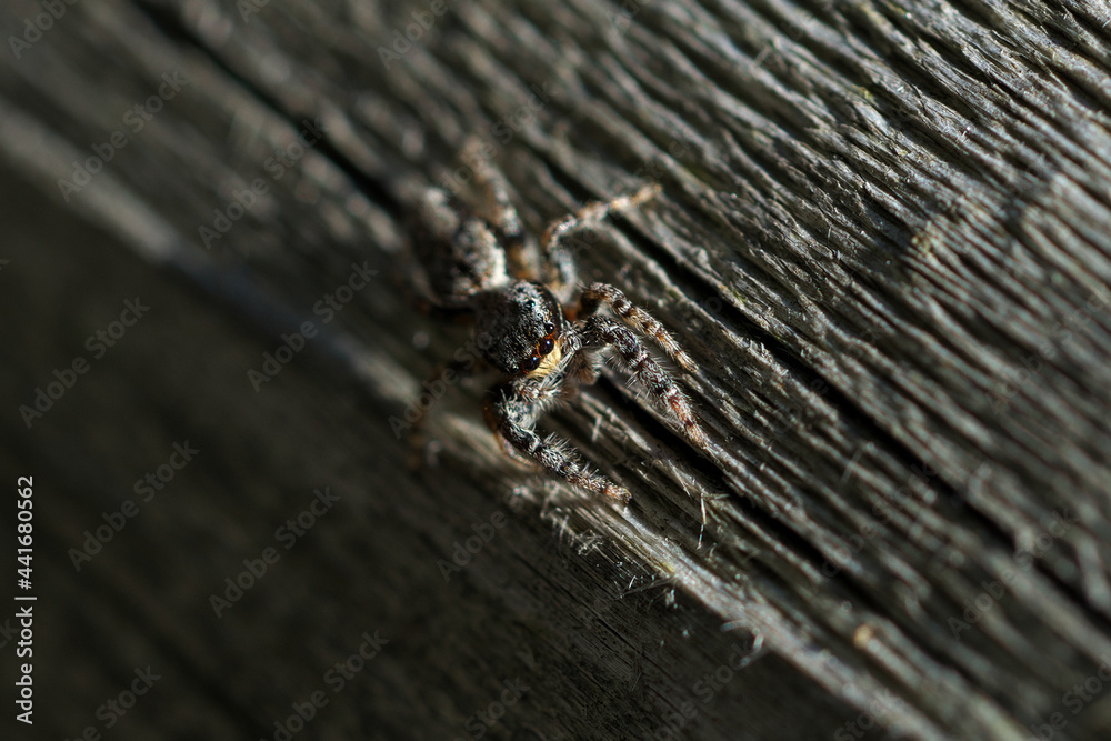 Obraz premium 蜘蛛