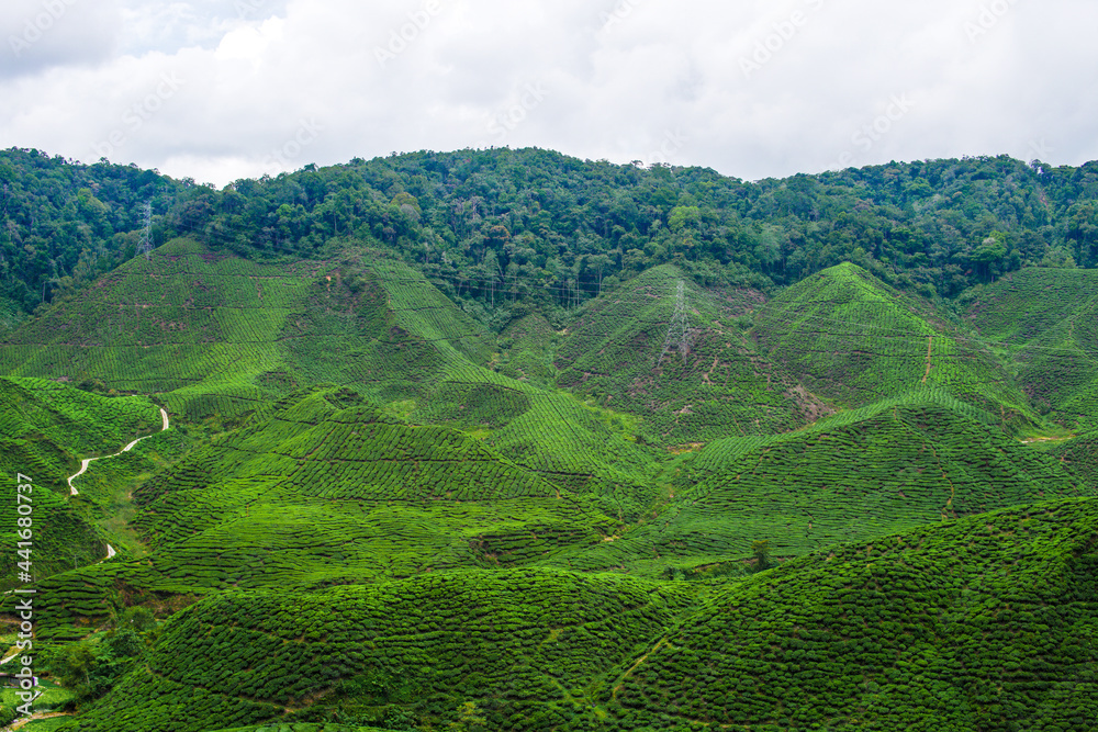View of Green Tea Plantation, Cameron Highlands Farm during the weather after rain