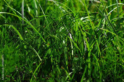 green grass in the wind