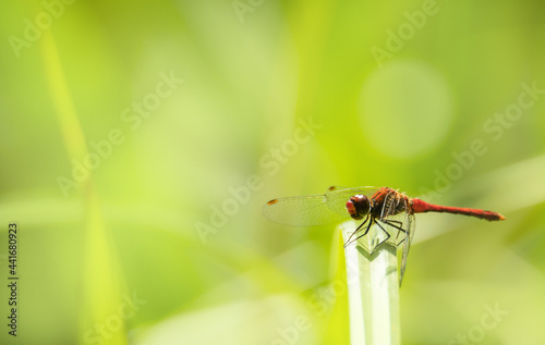 Eine rote Libelle sitzt auf einem Halm. Der Hintergrund ist grün.
