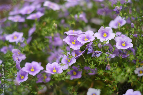 Wallpaper Mural 初夏からカップ状の可憐な花を咲かせるニーレンベルギア。ナチュラルで優しい印象。花言葉は「心が和む」「楽しい追憶」 Torontodigital.ca