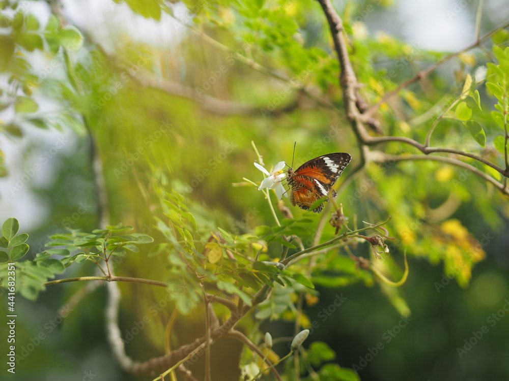 butterfly was drinking nectar next to the wasp flower drumstick tree, insect animal butterfly was drinking nectar next to the wasp flower drumstick tree, insect animal