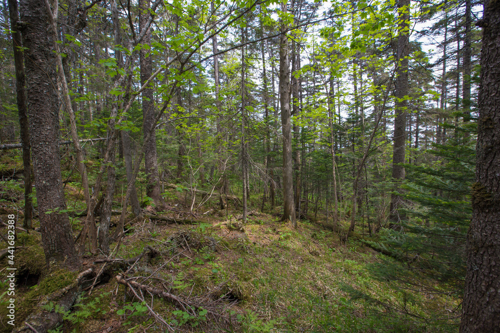 Fototapeta premium Dense protected forest. Green forest at the foot of the Golets mountain in the Primorsky region. Impassable Russian taiga in summer.