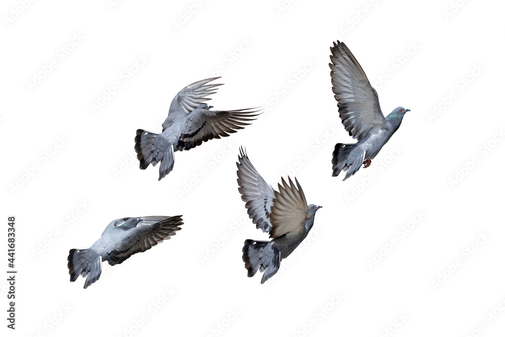 Obraz premium Action Scene of Group of Rock Pigeons Flying in The Air Isolated on White Background with Clipping Path