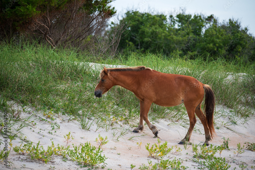 Wild Horses of Shackleford Banks Wild Horses of Shackleford Banks