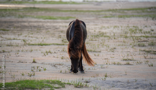 Wild Horses of Shackleford Banks photo