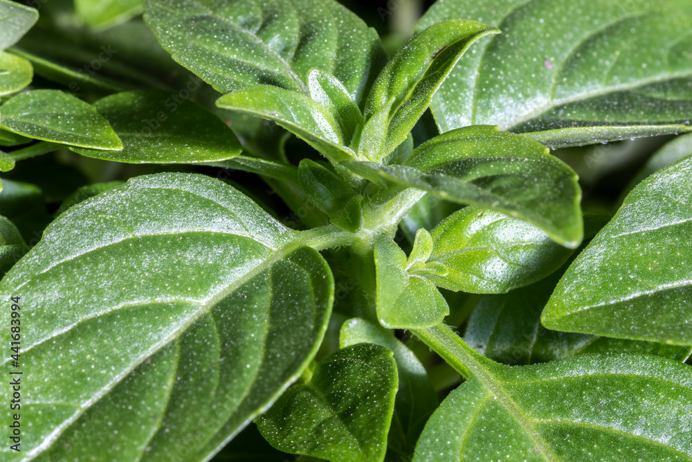 Extreme close-up of French thin leaf basil (Ocimum basilicum) leaves in Brazil Extreme close-up of French thin leaf basil (Ocimum basilicum) leaves in Brazil