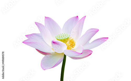 Lotus flower isolated on white background for wallpapers