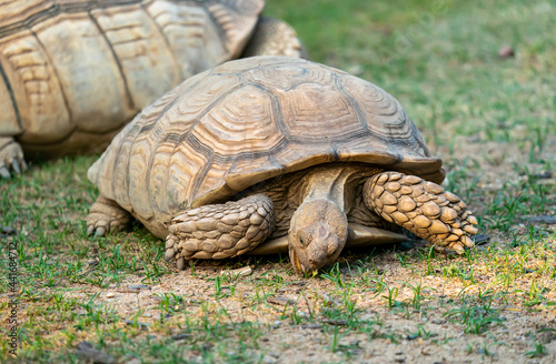 Giant Big earth tortoise on the Floor