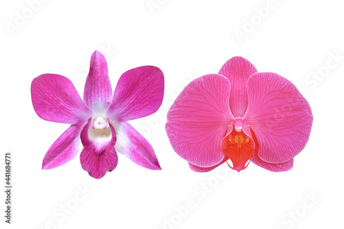 Orchid Flower two Species isolated on white background    clipping path included for design
