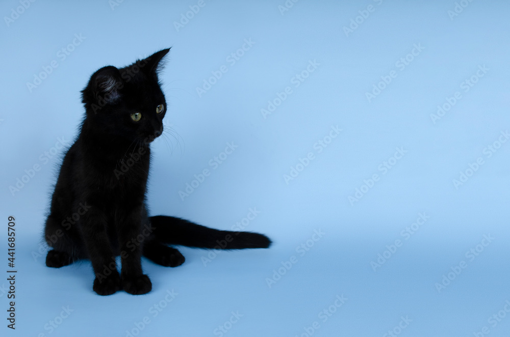 Obraz premium black kitten copy space
