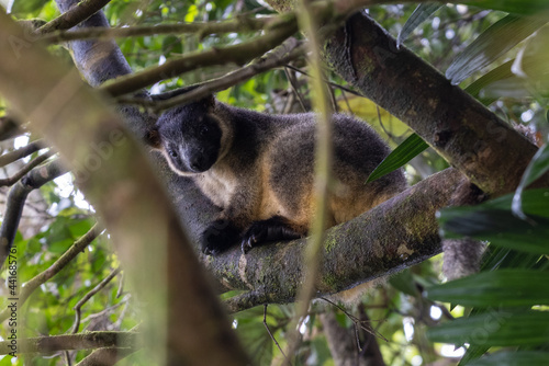 Lumholtz Tree Kangaroo Resting photo