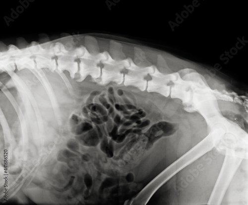 Dog lombar spine radiograph. Canine back spondylosis