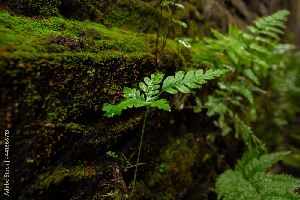 Fototapeta premium Fern grows attached to the mossy wall