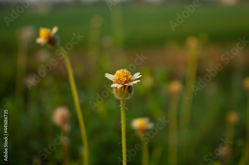 Tridax procumbens plants grow wild in the fields