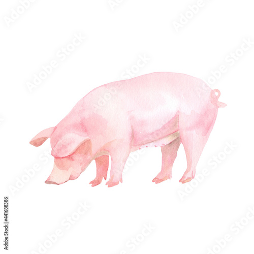 Pig watercolor illustration. Perfect for printing, web, textile design, souvenirs.