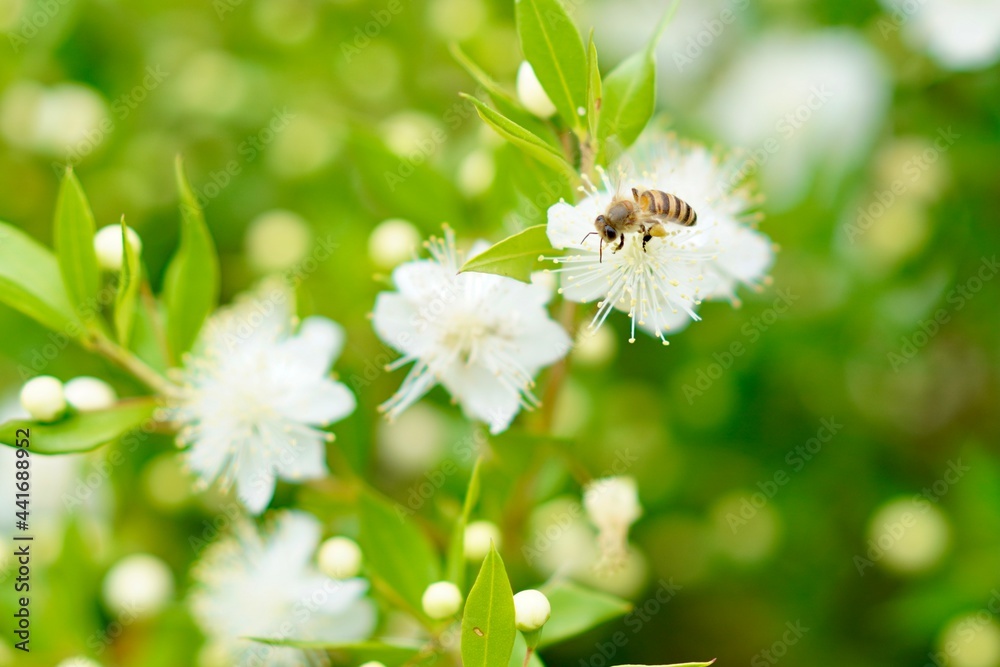 Obraz premium 蜂と花のクローズアップ