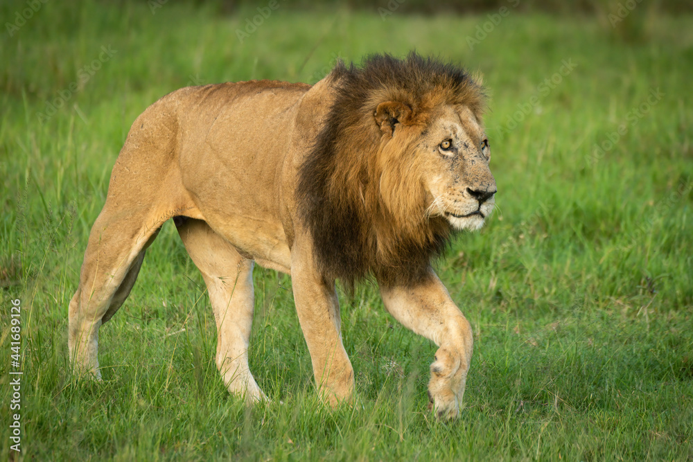 Male lion walks over grass lifting paw Male lion walks over grass lifting paw