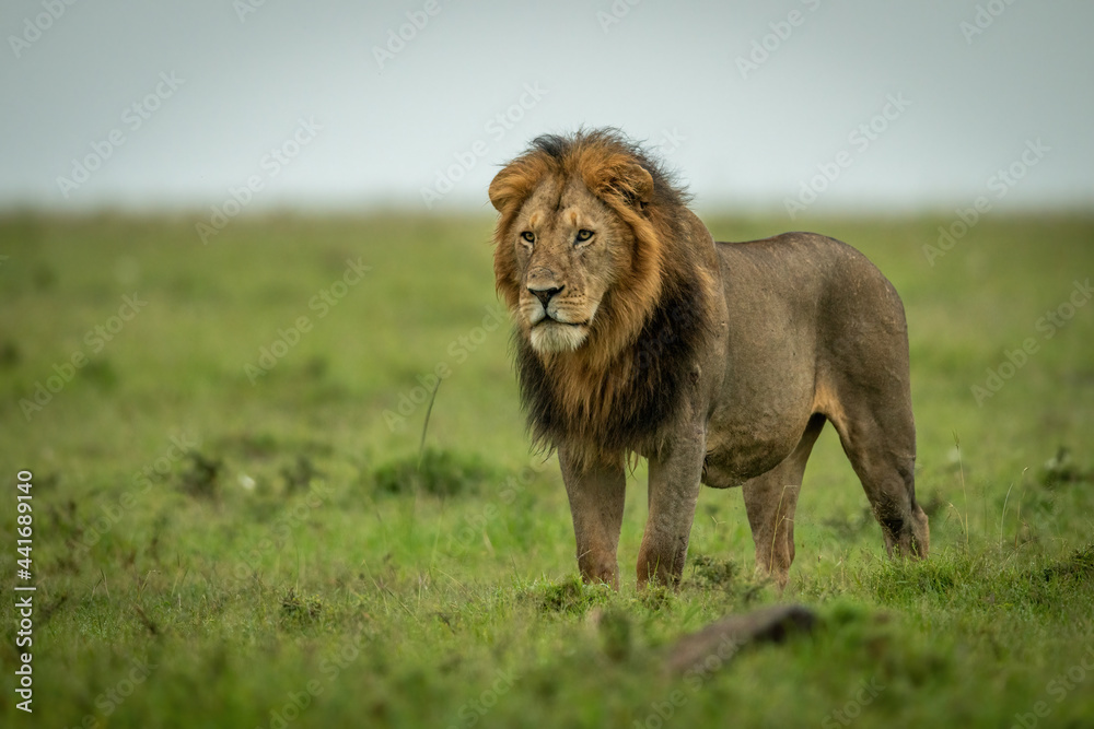 Male lion stands staring over flat grassland