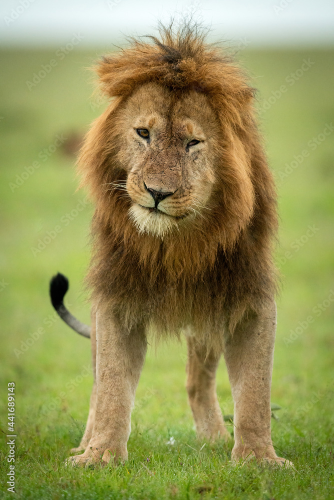 Male lion stands tilting head facing camera Male lion stands tilting head facing camera