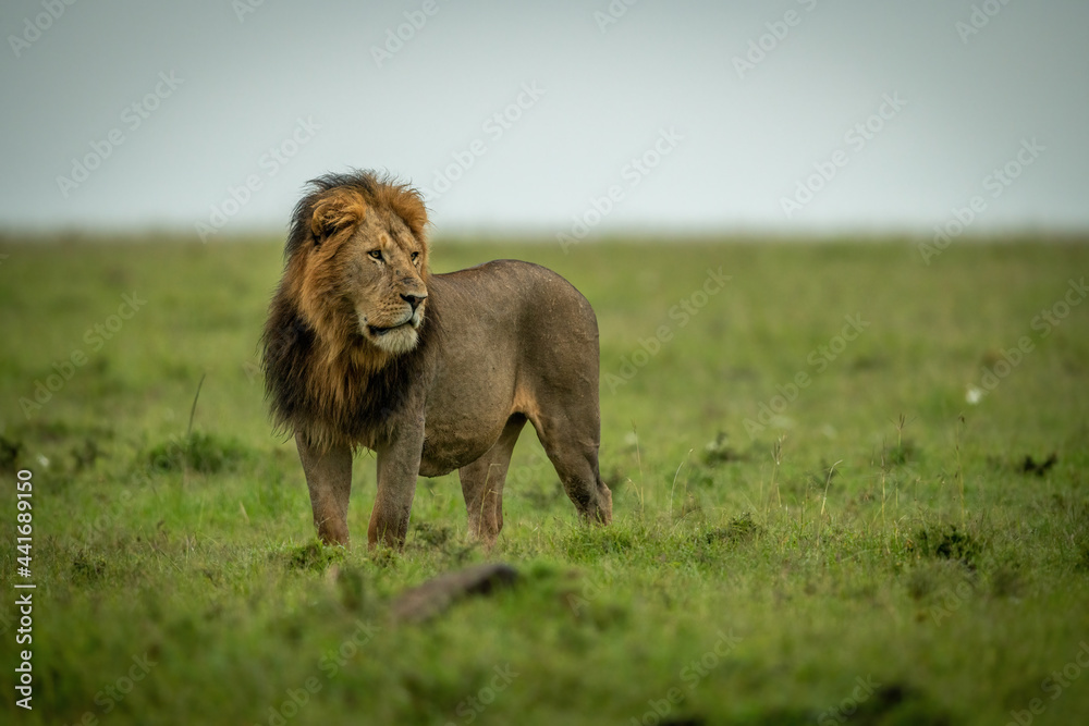 Male lion stands staring left over plain Male lion stands staring left over plain