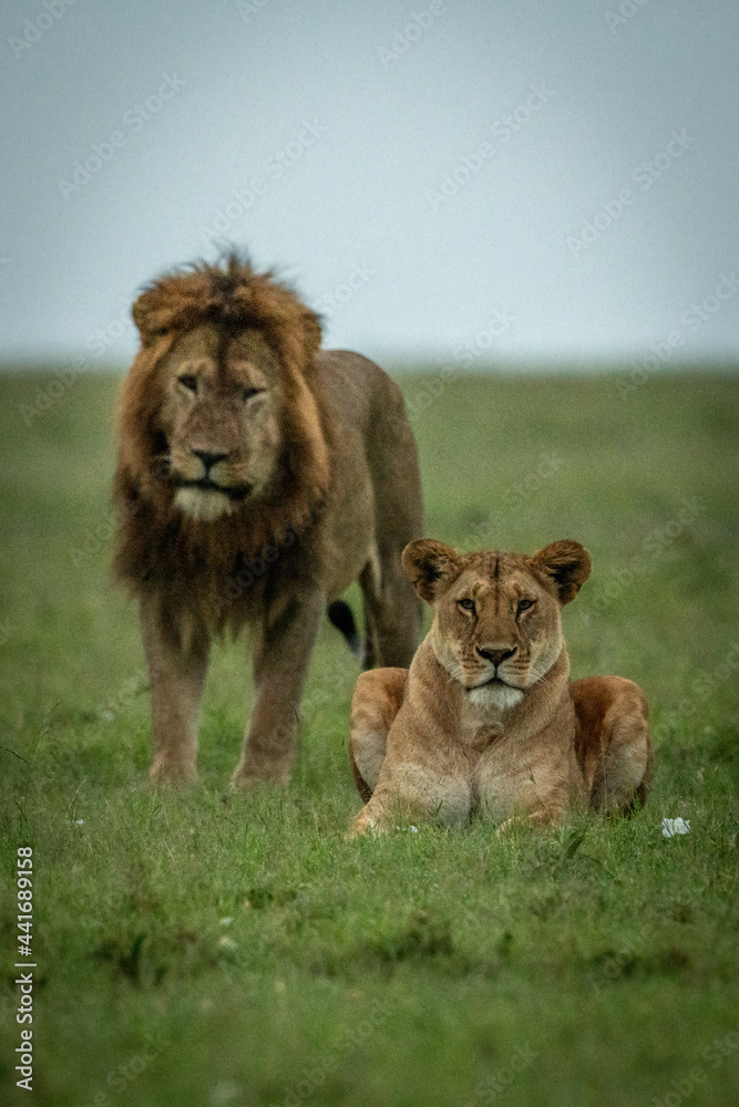 Male lion stands behind lioness lying down Male lion stands behind lioness lying down