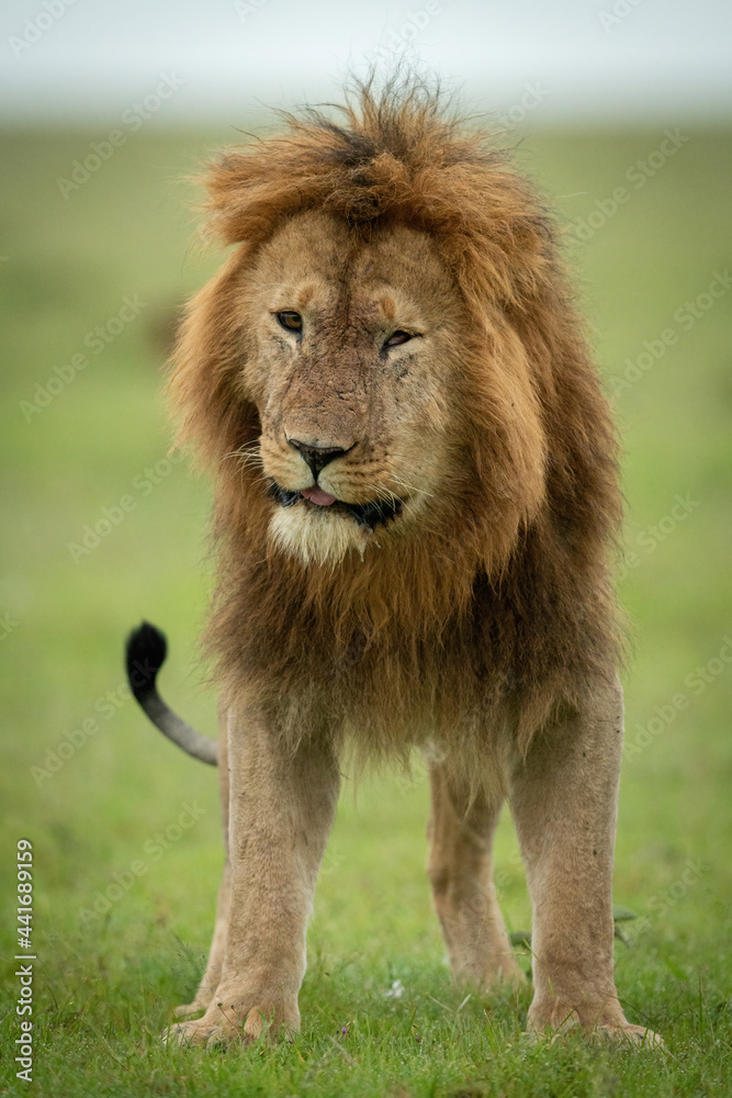 Male lion stands cocking head facing camera Male lion stands cocking head facing camera