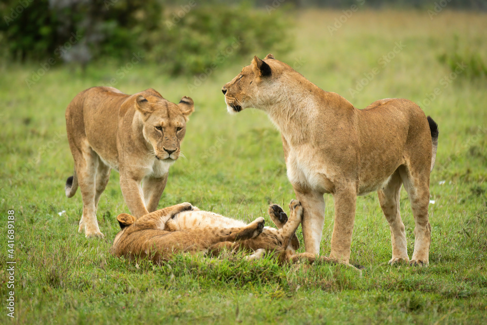Lionesses stand by cubs playing on grass Lionesses stand by cubs playing on grass
