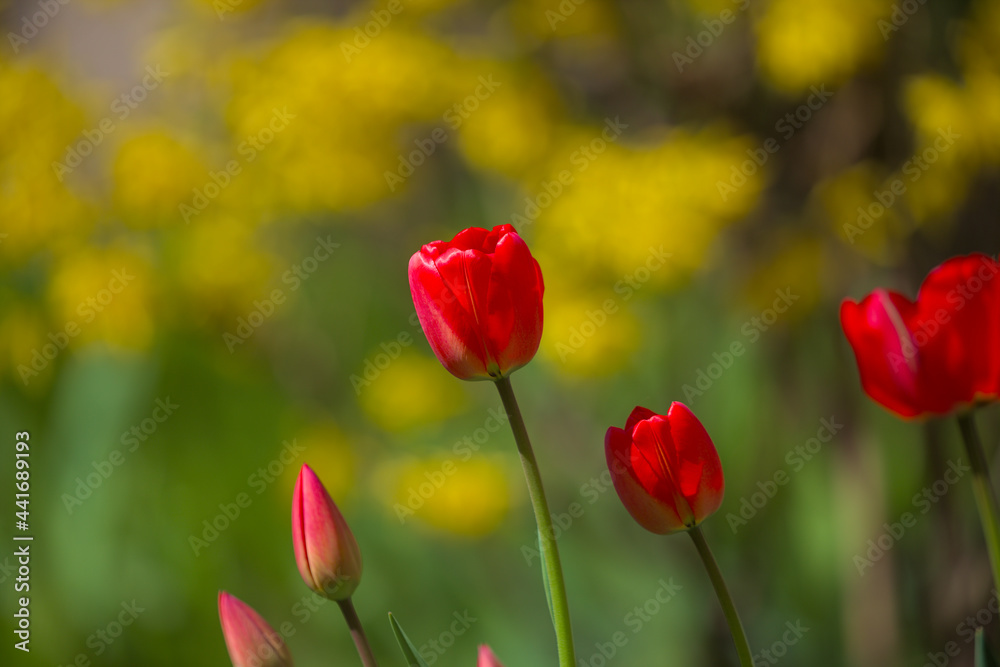 Fototapeta premium Wonderful bright red tulips with green and yellow bushes in the background. Spring flowers on a warm sunny day. Close-up.