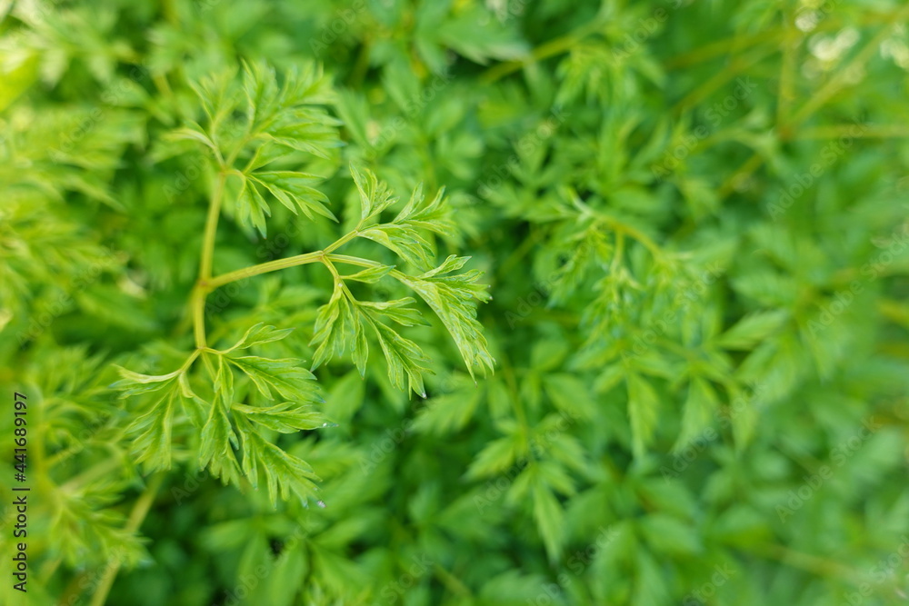 Ligusticum striatum DC. (Apiaceae) is a well-known traditional Chinese medicine and mainly distributed in Sichuan province in China. Ligusticum striatum DC. (Apiaceae) is a well-known traditional Chinese medicine and mainly distributed in Sichuan province in China.