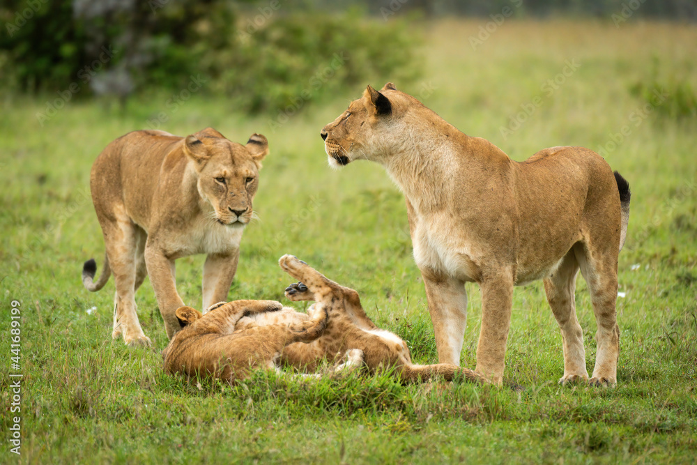 Lionesses stand by cubs playing in grassland Lionesses stand by cubs playing in grassland