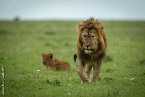 Fototapeta Naklejka Na Ścianę i Meble -  Male lion walks away from lion cub