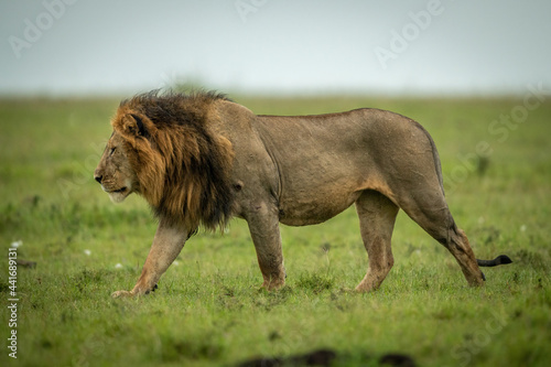 Male lion walks left on grassy plain