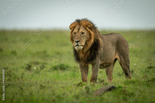 Male lion stands staring over flat grassland
